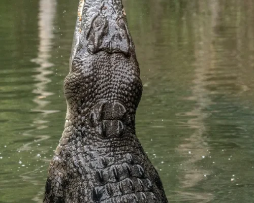 Ranthambore-Crocodile-Mugger